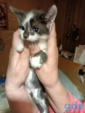 Котята, фотография 1