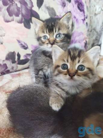 Продам котят, фотография 5