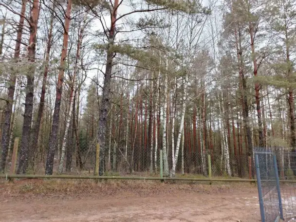 Спилить ветки на больших соснах, фотография 2