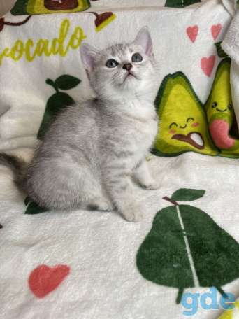 Шотландские котята, фотография 4