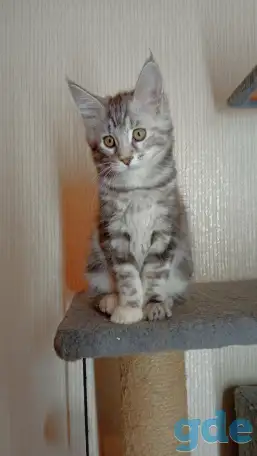 Котята мейн-кун, фотография 3