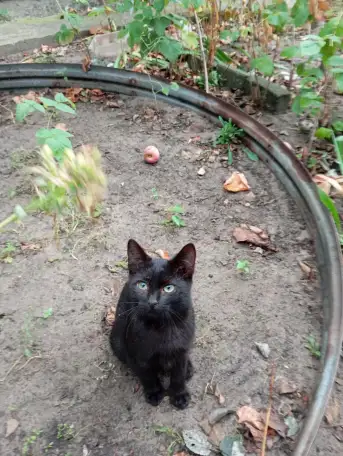 Котенок в дар, фотография 1