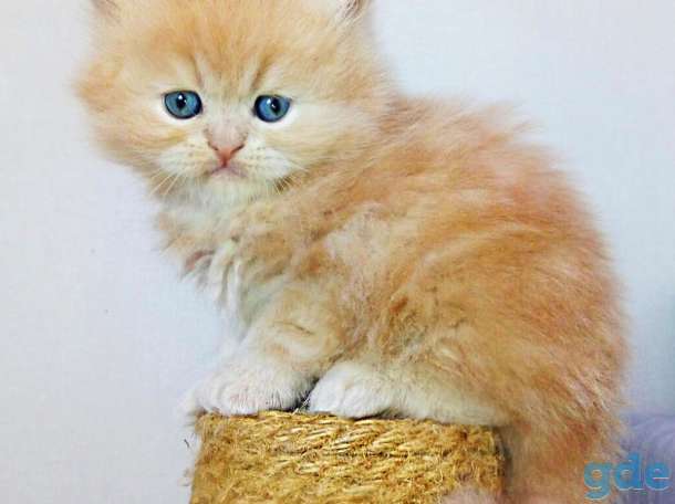 Персидские котята, фотография 6
