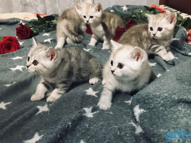 Котята, фотография 10
