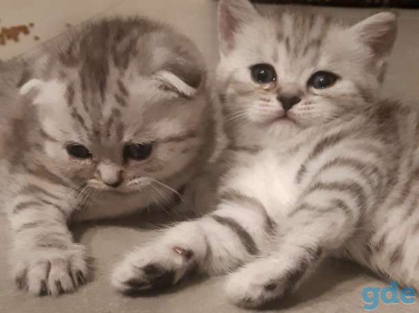 Шотландские очаровательные котята., фотография 3