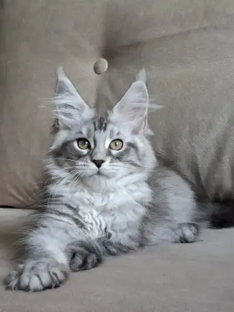 Котята Мейн-кун, фотография 3
