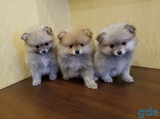 Продам щенка померанского шпица, фотография 1