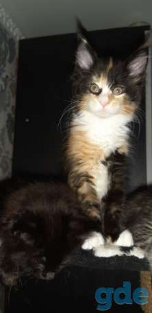 Котята Мейн-Кун, фотография 3