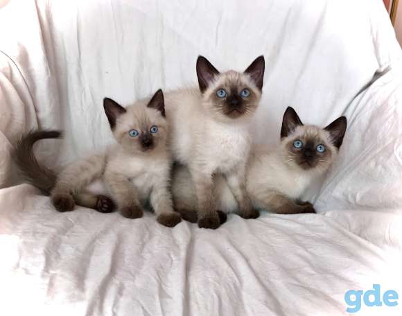 Тайские котята.Сиамские котята., фотография 4