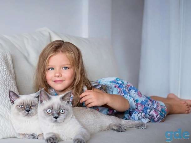 Чистокровные Британские котята от заводчика блю-поинт окрас!, фотография 2