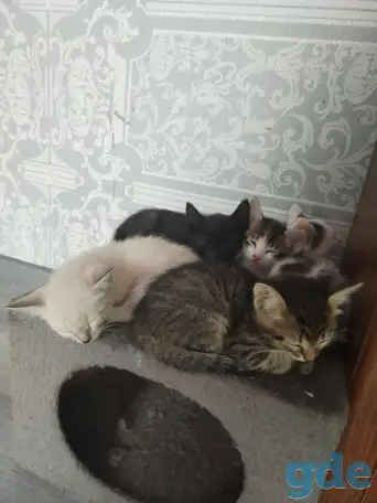Отдам котят, фотография 2