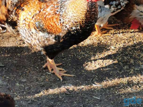 Продам петухов, фотография 2