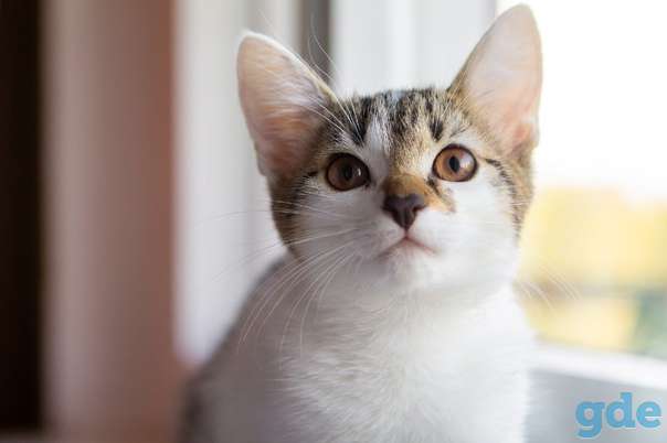 Котята ищут дом, фотография 3