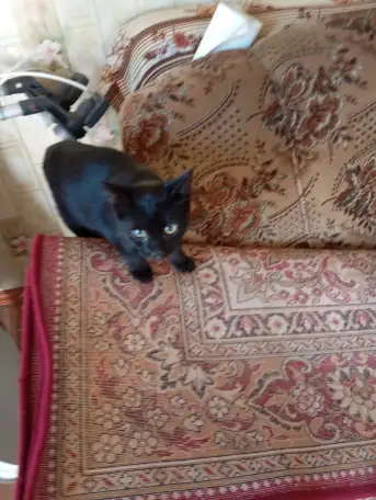 Котенок в дар, фотография 4