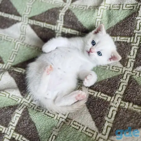 Шотландские котята, фотография 5