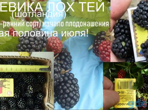 Ежевика саженцы, фотография 1