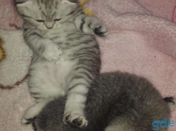 Шотландские вислоухие котята 3 мальчика, фотография 5