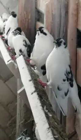 Продам голубей, фотография 2