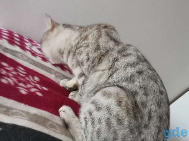 Шотландская кошка, фотография 2