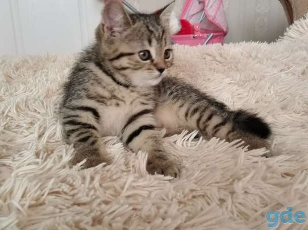 Шотландские плюшевые котята, фотография 1