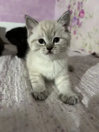 Шотландский котенок, фотография 3