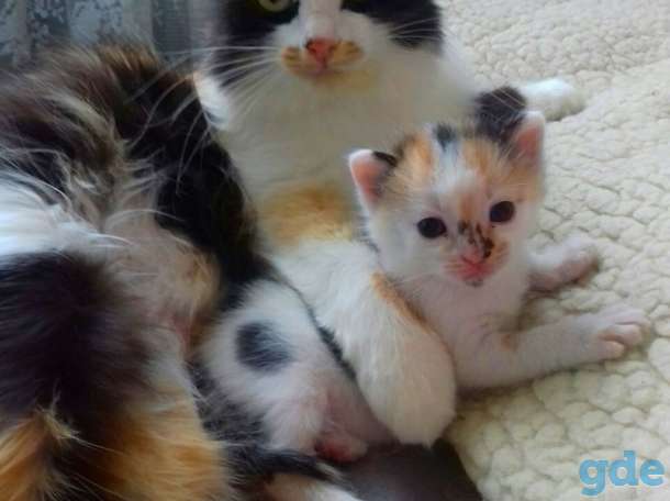 Котята в добрые руки, фотография 2
