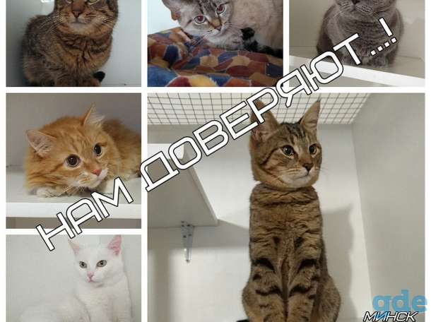 Передержка котов Минск, фотография 1