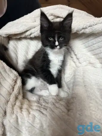 Котята мейн-кун, фотография 3