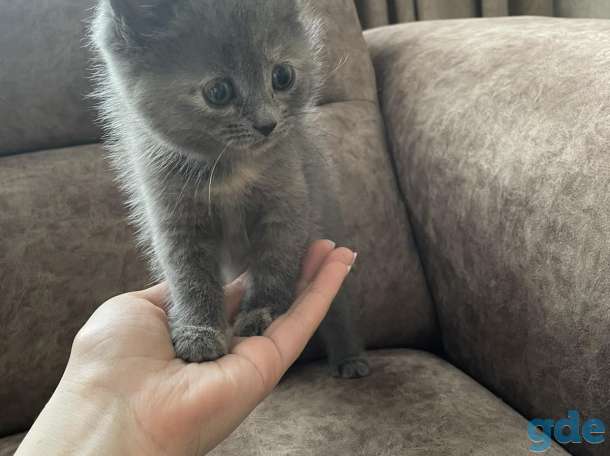 Отдам котят в добрые руки, фотография 2