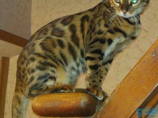 Бенгальский  котик, фотография 3