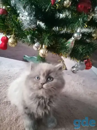 Британские котята, фотография 4