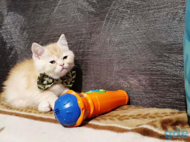 Британские котята, фотография 4