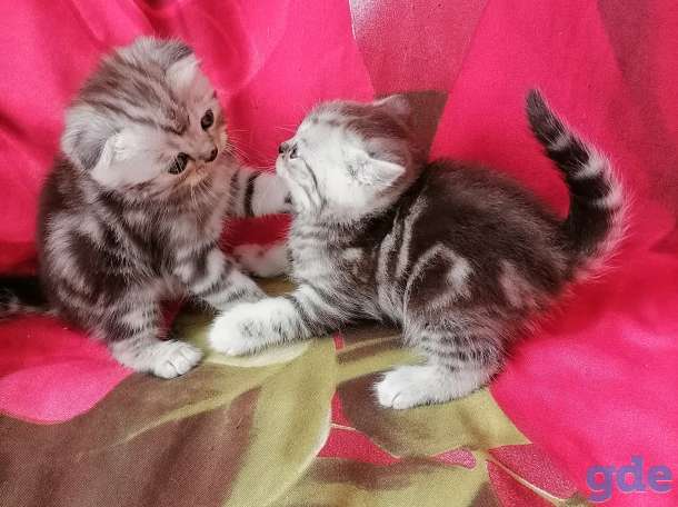 Шотландские котята, фотография 9
