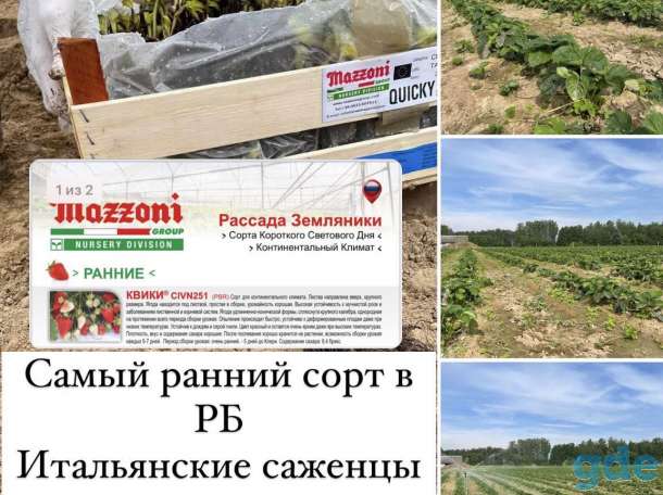 саженцы клубники, фотография 1