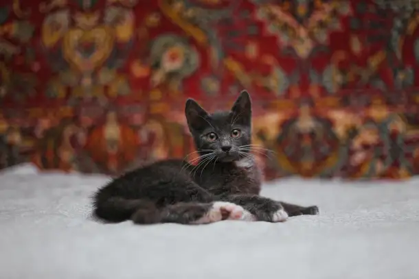 Милейший котеночек Масик мечтает найти семью!, фотография 11