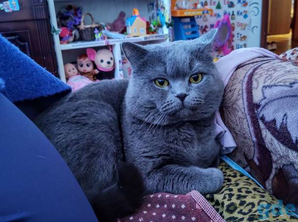 Британские котята, фотография 2