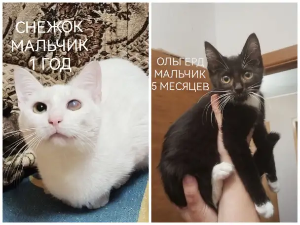 ПОЖАЛУЙСТА, НЕ ПРОХОДИТЕ МИМО!!!, фотография 8