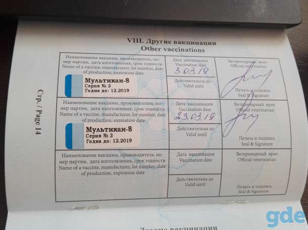 продам щенка шпиц померанский, фотография 4