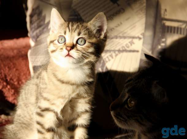 Британские короткошерстные котята, фотография 4