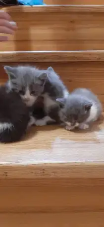 Отдам котят в хорошие руки, фотография 2