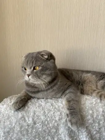 Отдадим кота в хорошие руки. 2 года, фотография 1