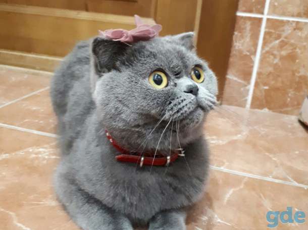 Британский котенок, фотография 1