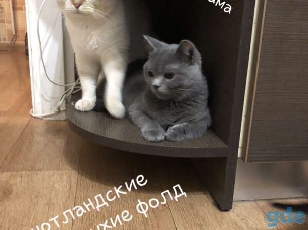 Котята, фотография 1