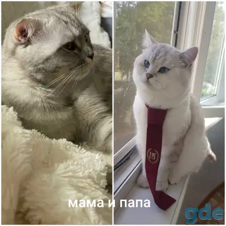 Шотландские милашки, фотография 16