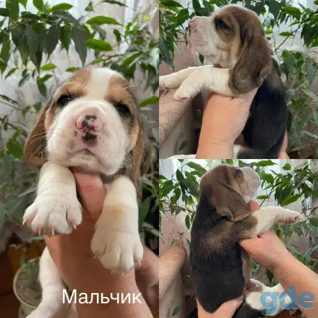 Щенок породы Бигль, фотография 2