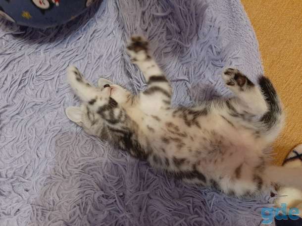Шотландские котята, фотография 3