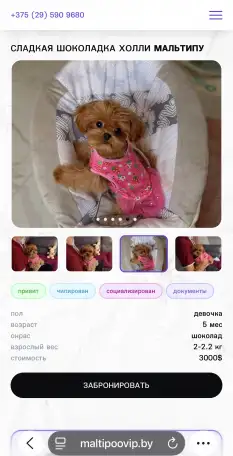 Мальтипу мини и микро пушон той пудель, фотография 10