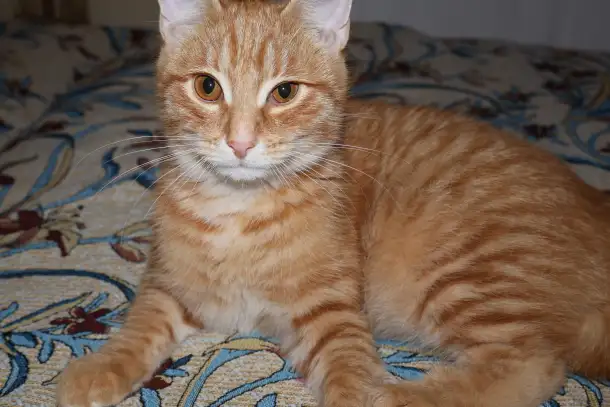 Домашний котенок 4 мес. Любит спать на ручках, добрый, очень нежный, фотография 8
