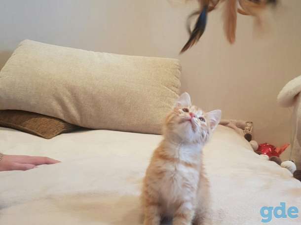 котенок, фотография 2