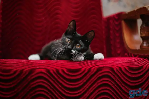 Черно-белый котенок Эльф ищет дом!, фотография 3